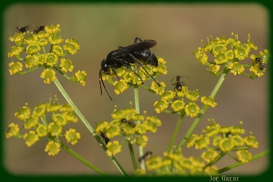 Hymenoptera - Hártyásszárnyúak