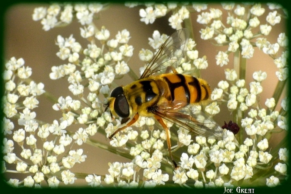 Myathropa florea - halálfejes odúlégy
