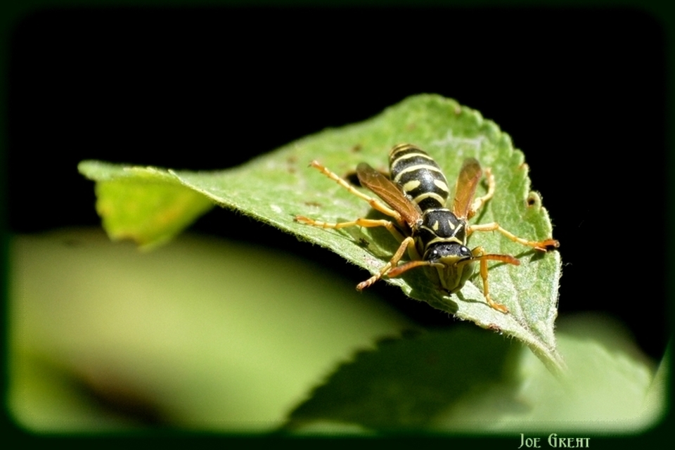 Polistes - papírdarazsak