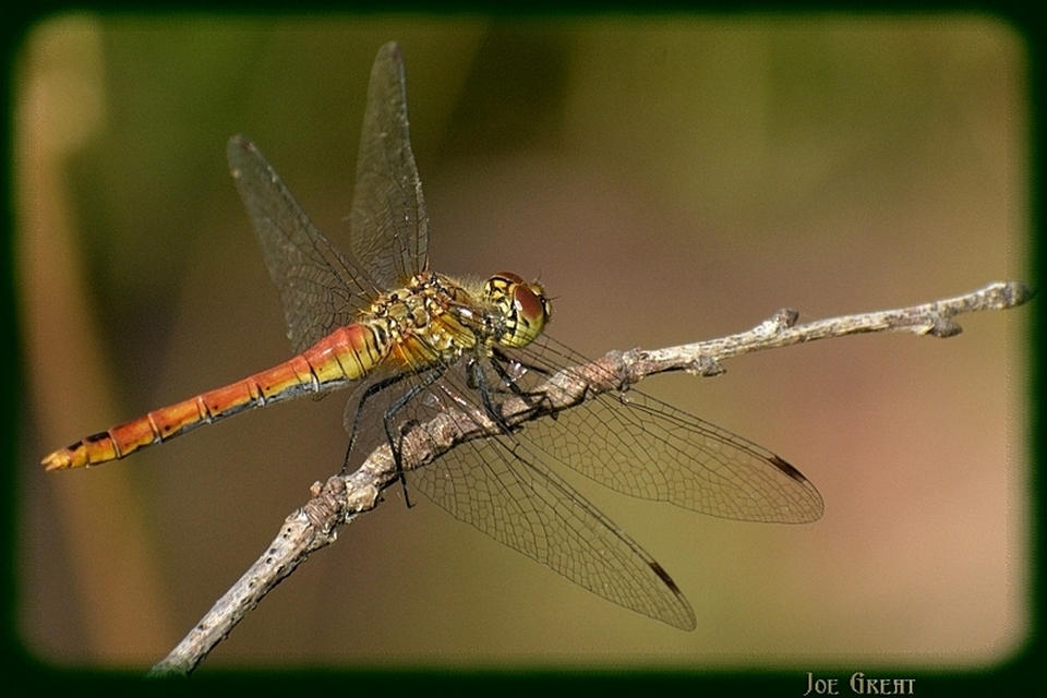 Sympetrum sanguineum - vörös katona-szitakötő