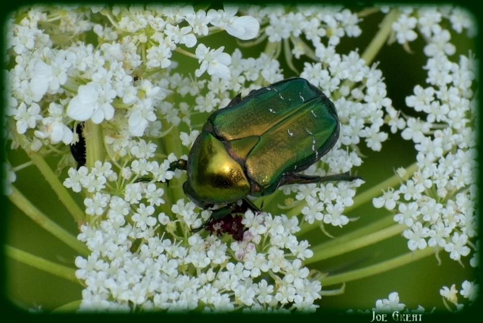 Cetonia aurata - aranyos virágbogár