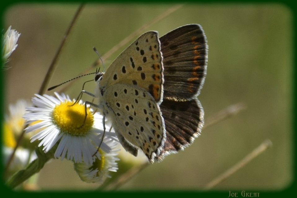 Lycaena tityrus - barna tűzlepke