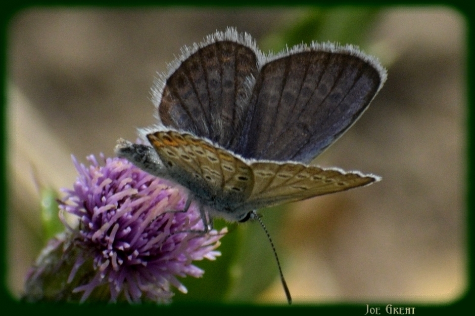 Plebejus argus - ezüstös boglárka