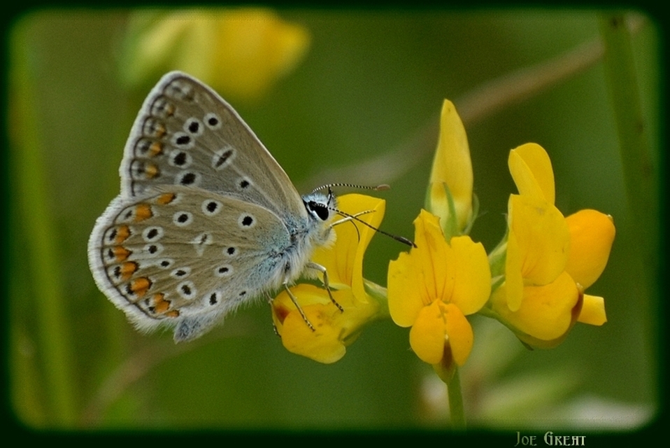 Polyommatus icarus - közönséges boglárka