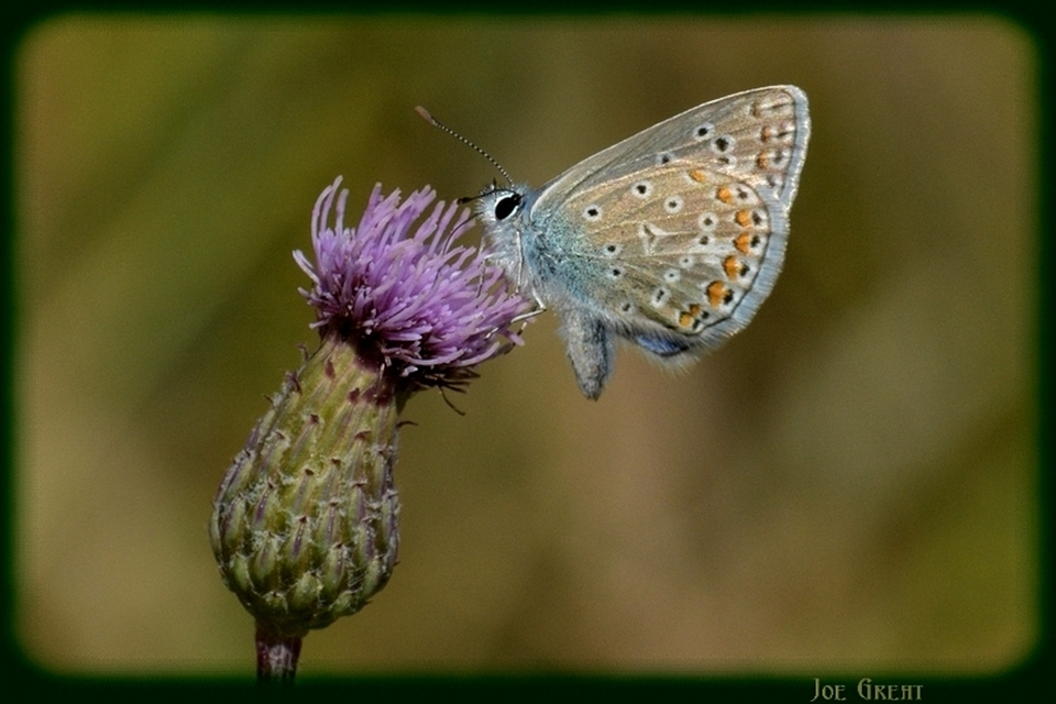 Polyommatus icarus - közönséges boglárka
