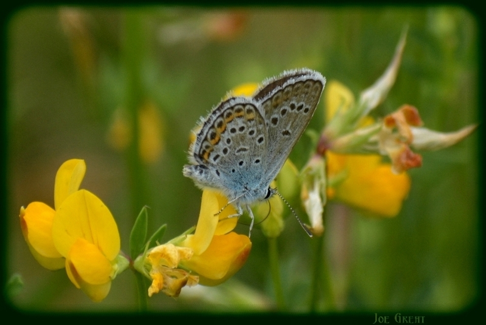 Plebejus argus - ezüstös boglárka
