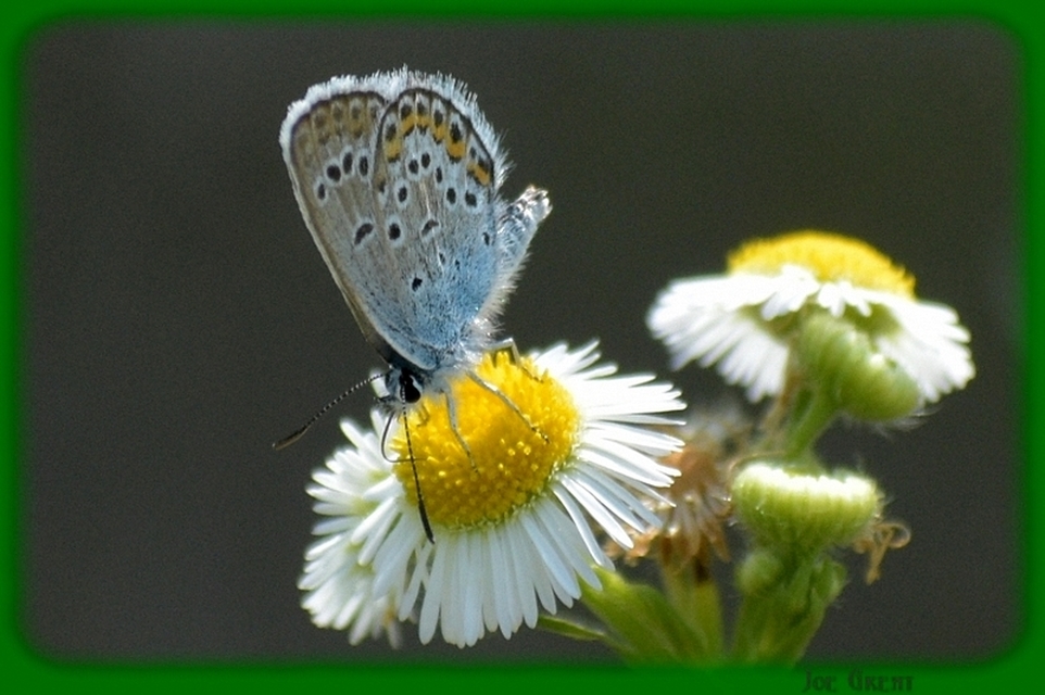 Plebejus argus - ezüstös boglárka