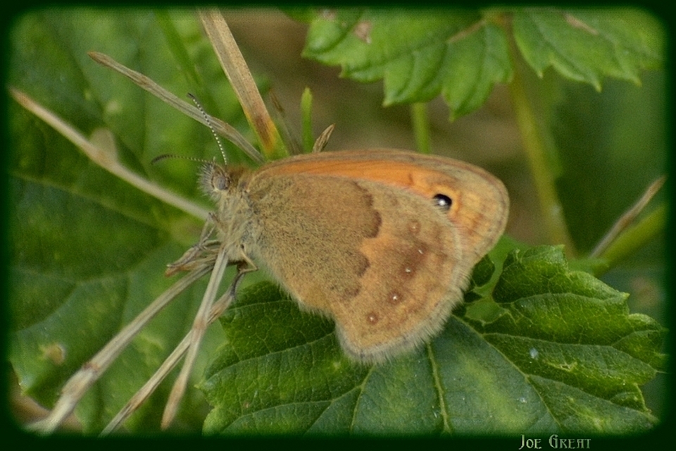 Coenonympha pamphilus - kis szénalepke