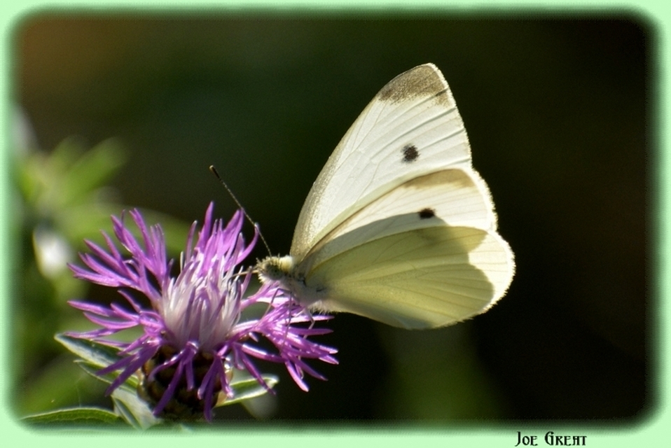 Pieris rapae - répalepke