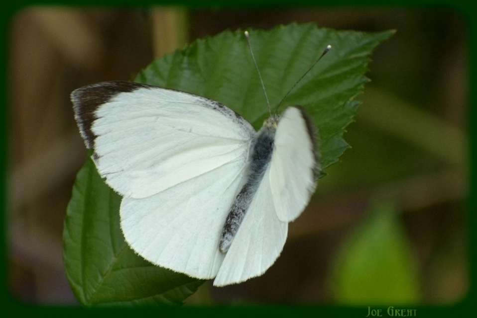 Pieris brassicae - káposztalepke