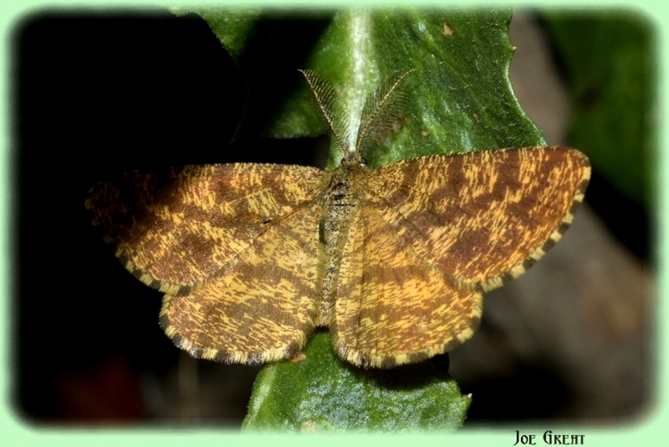 Ematurga atomaria - barna rétiaraszoló