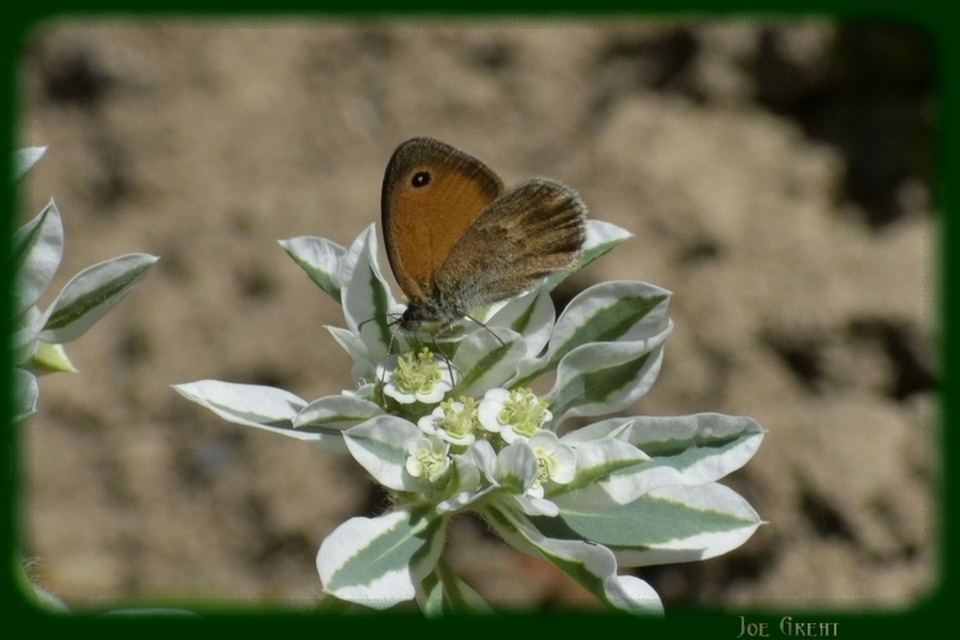 Coenonympha pamphilus - kis szénalepke