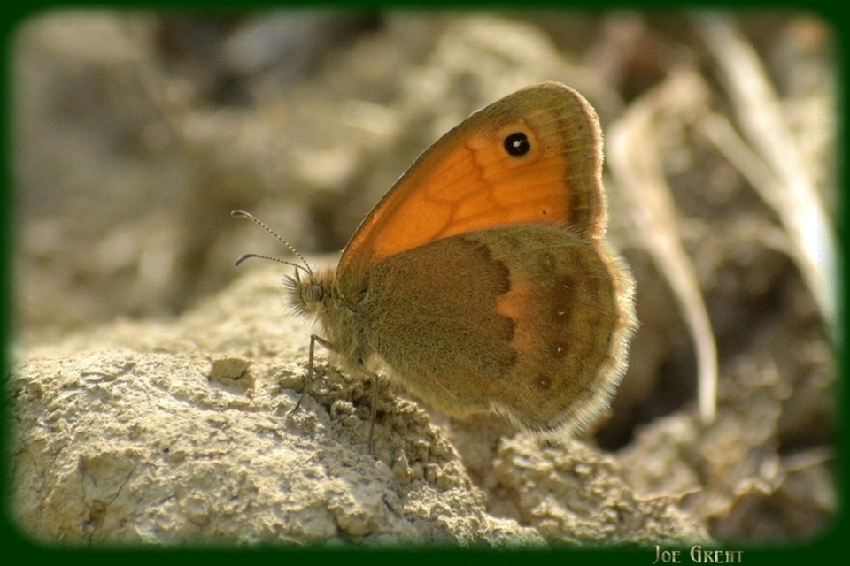Coenonympha pamphilus - kis szénalepke