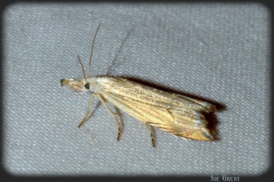 Metacrambus carectellus - homoki fűgyökérmoly