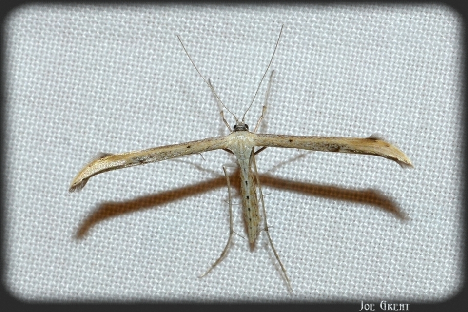 Pterophoridae - tollasmolyfélék