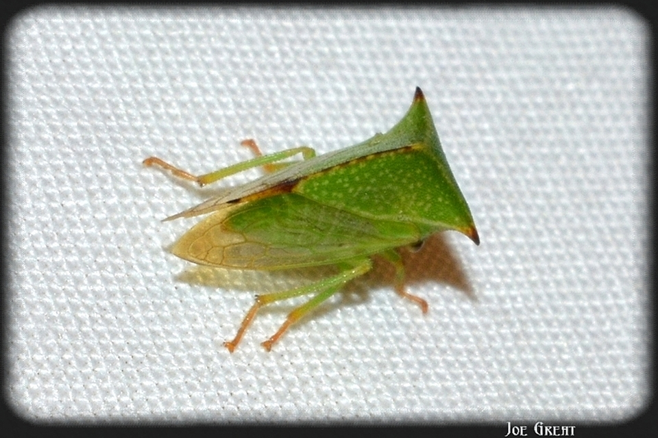 Stictocephala bisonia - bivalykabóca