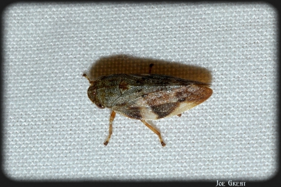 Aphrophora alni
