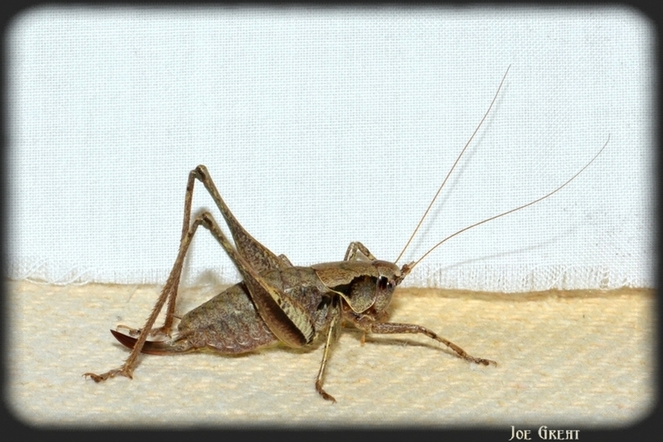 Pholidoptera griseoaptera - szürke avarszöcske