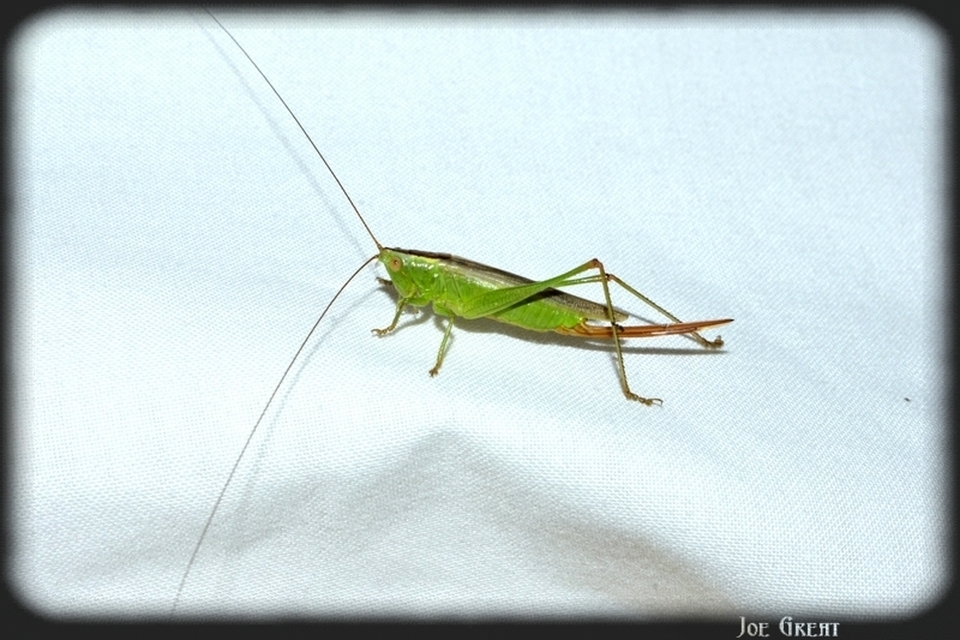 Conocephalus fuscus - kis kúpfejűszöcske