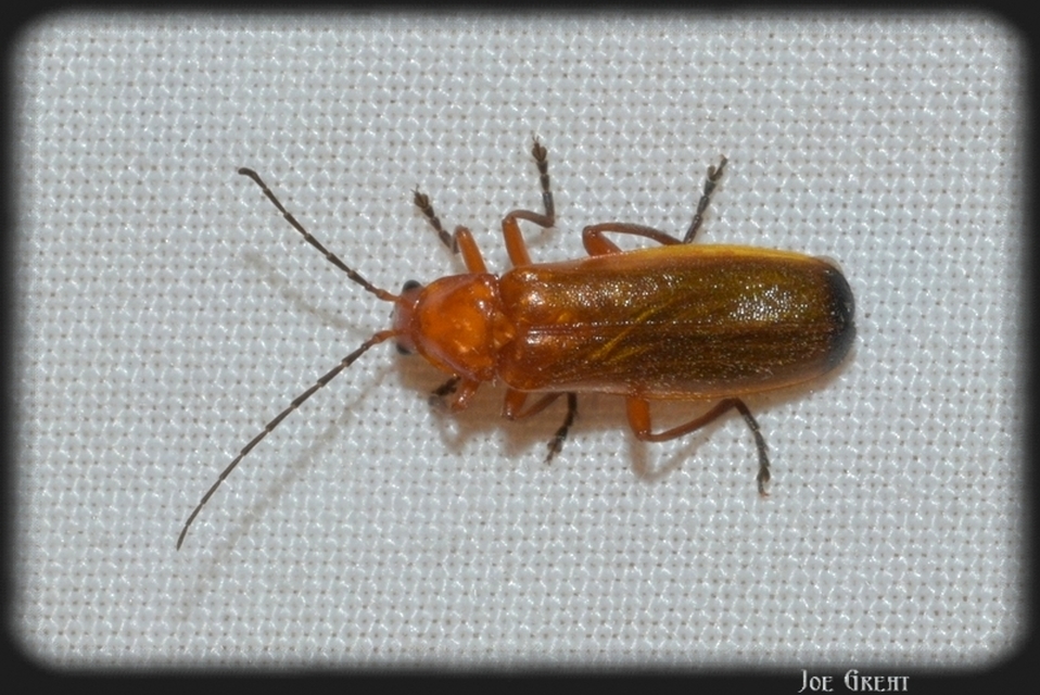 Rhagonycha fulva - feketevégű lágybogár