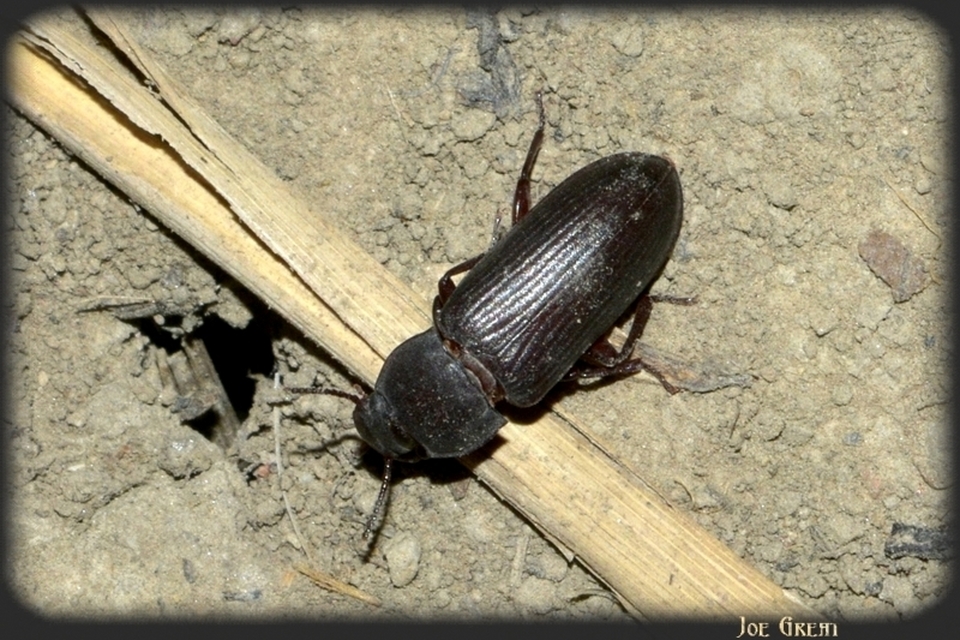 Tenebrio molitor - közönséges lisztbogár