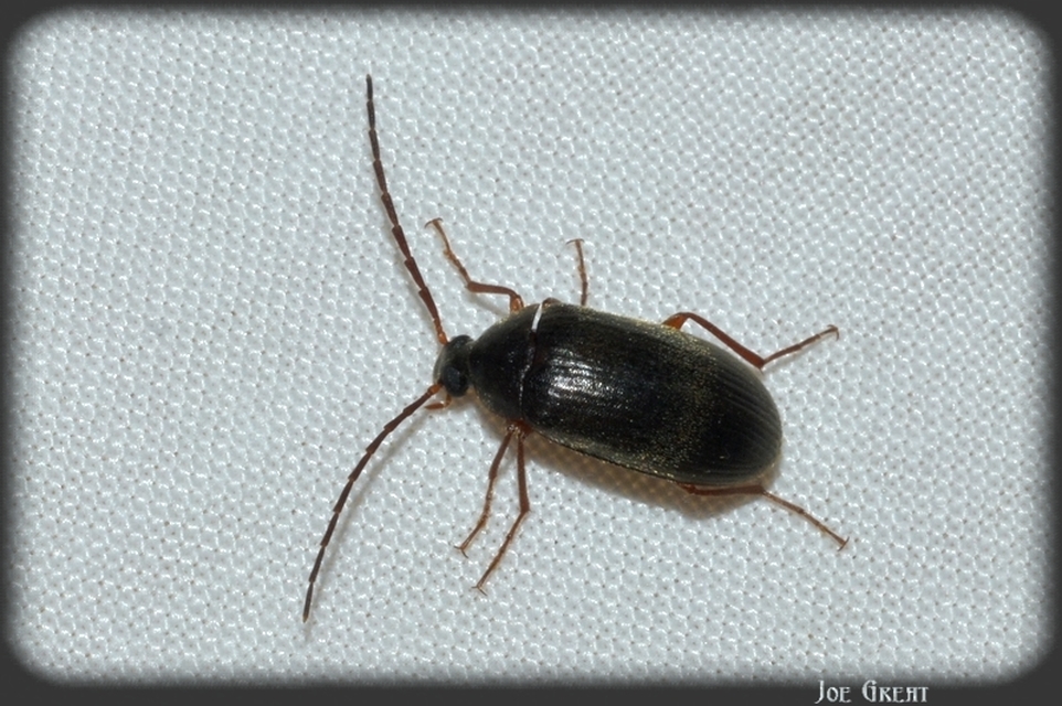 Hymenalia rufipes - rőtlábú alkonybogár