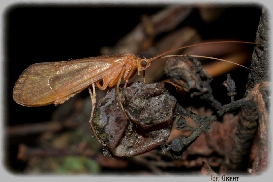 Trichoptera - Tegzesek