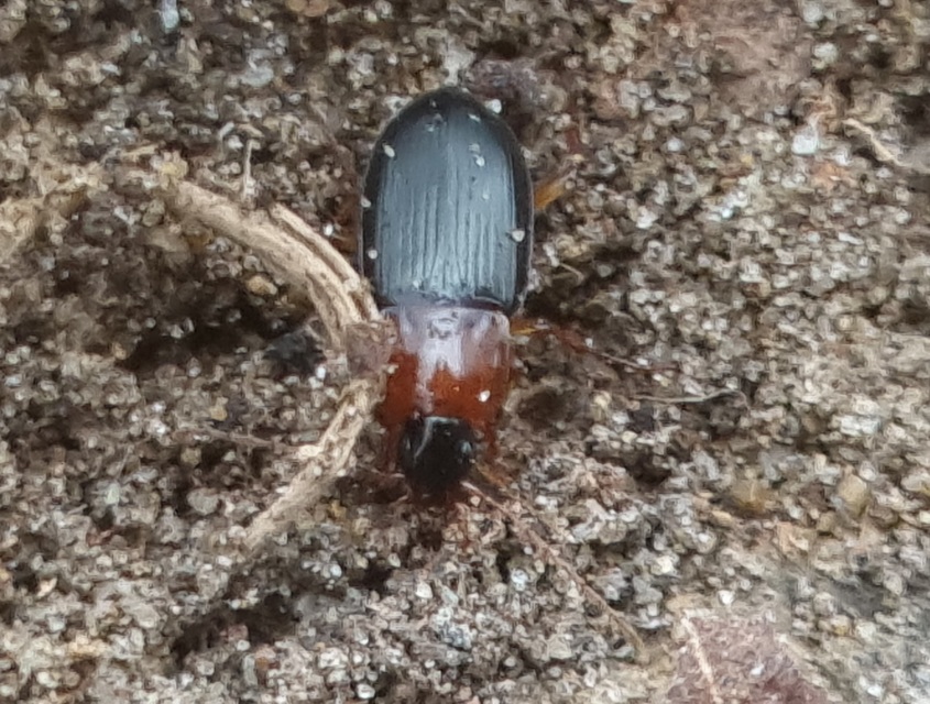 Calathus melanocephalus - vörösnyakú tarfutó Calathus melanocephalus - vörösnyakú tarfutó
