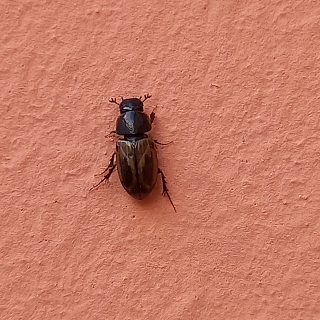 Aphodius prodromus - sárgalábú trágyabogár
