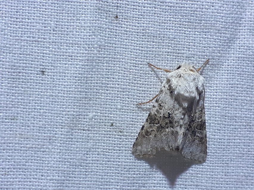 Hecatera bicolorata - világos kertibagoly