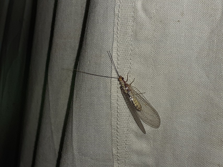 Italochrysa italica