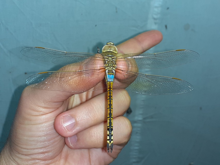 Anax ephippiger - vándor óriásacsa