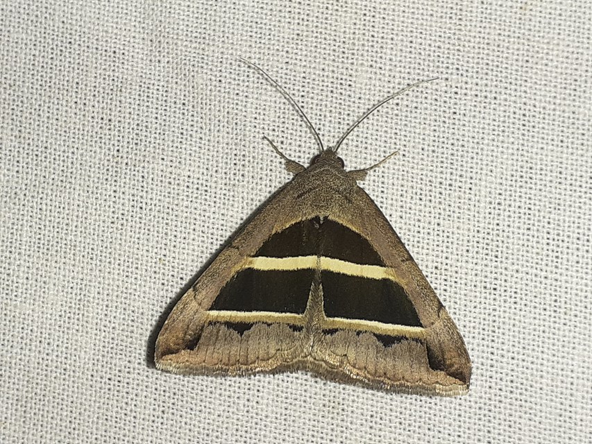 Grammodes bifasciata - kétsávos övesbagoly