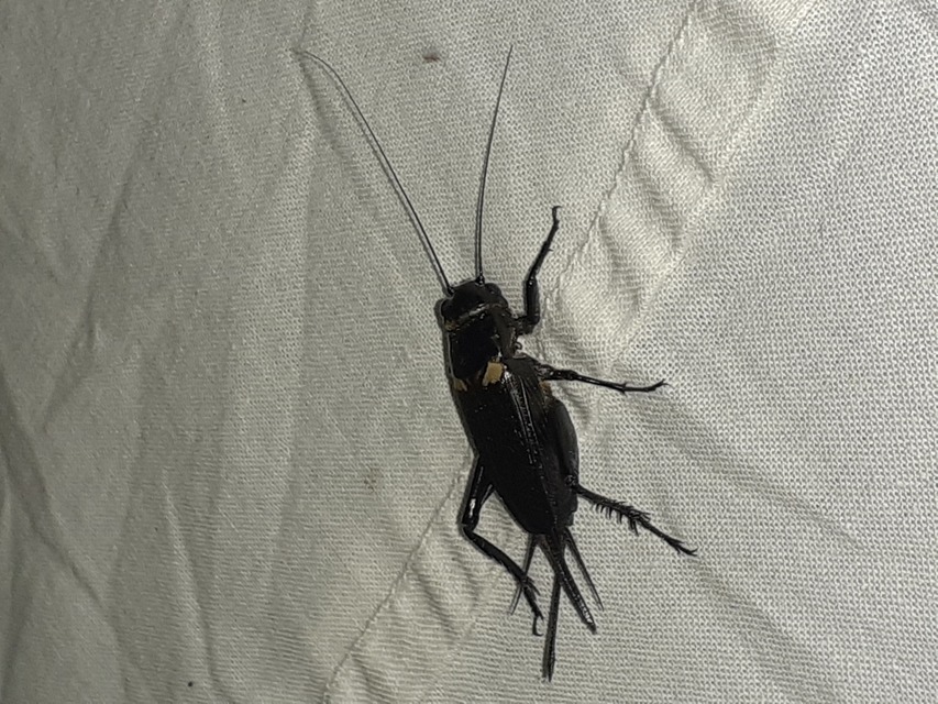 Gryllus bimaculatus