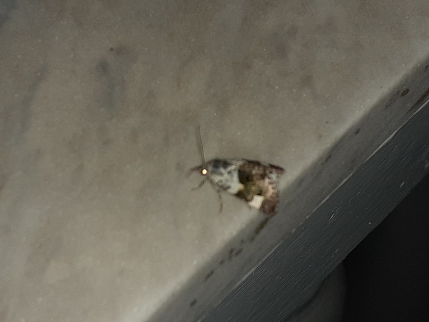 Acontia lucida - fehér nappalibagoly