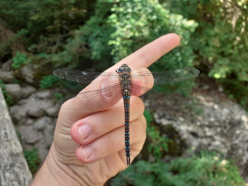 Aeshna mixta - kései karcsúacsa