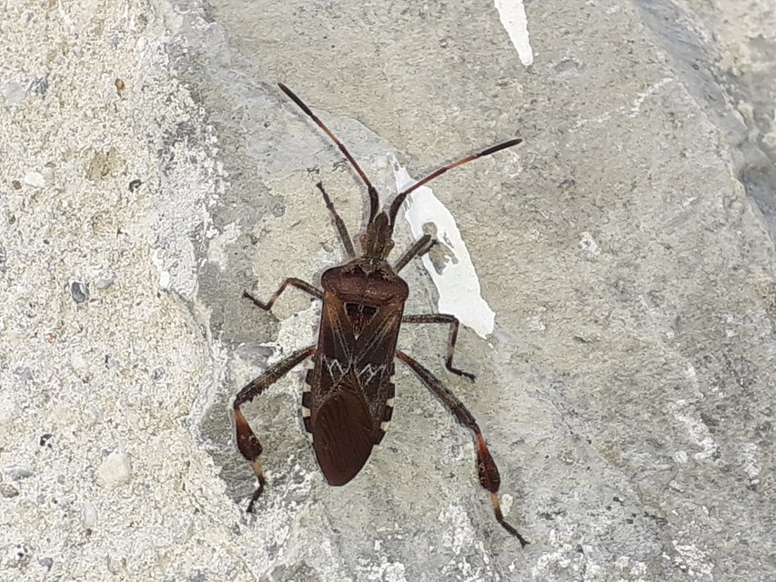 Leptoglossus occidentalis - nyugati levéllábú poloska