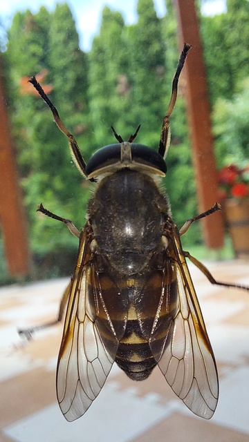 Tabanidae - böglyök