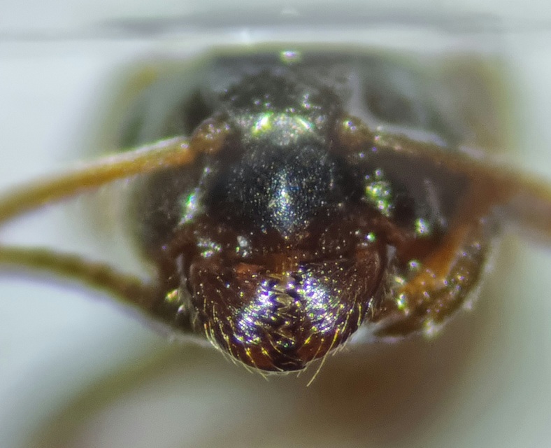 Lasius platythorax - erdei feketehangya