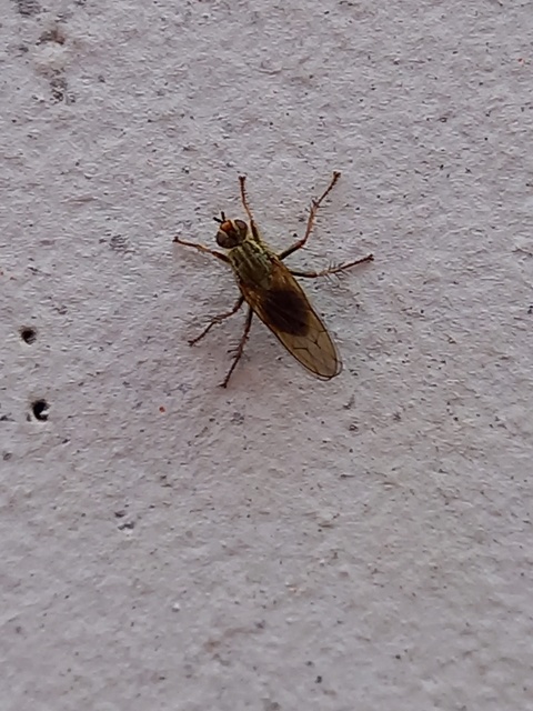 Scathophaga stercoraria - közönséges trágyalégy