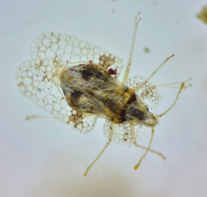 Corythucha arcuata - tölgy-csipkéspoloska