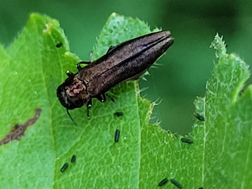 Agrilus cuprescens - földiszeder-karcsúdíszbogár
