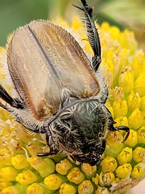 Chaetopteroplia segetum - rozsszipoly