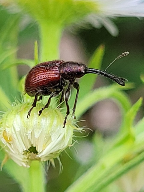 Tatianaerhynchites aequatus - piros kökényeszelény