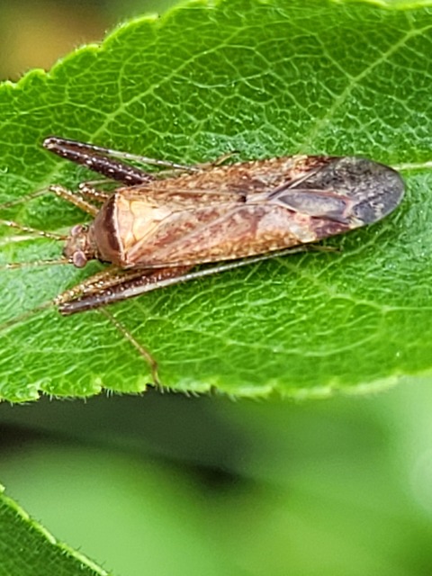 Phytocoris