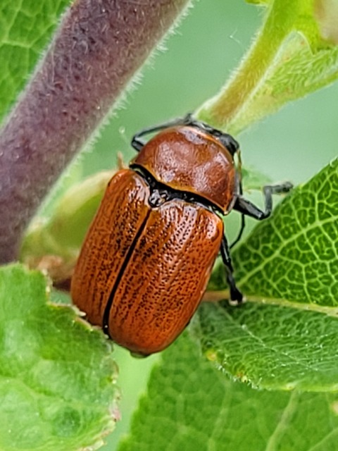 Cryptocephalus coryli - mogyoró-zömökbogár