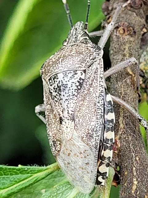 Rhaphigaster nebulosa - bencepoloska