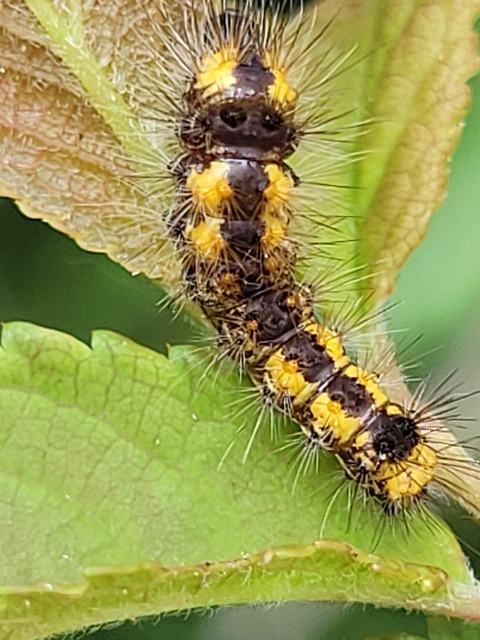 Acronicta auricoma - aranyos szigonyosbagoly