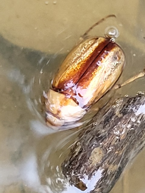 Rhizotrogus aestivus - tavaszvégi cserebogár