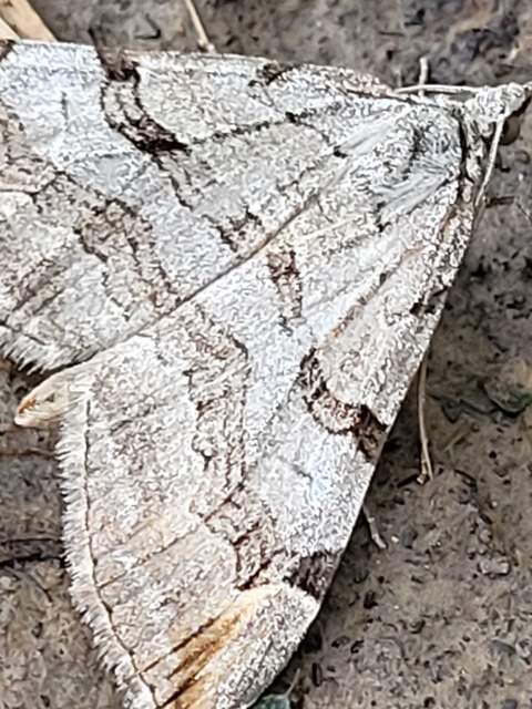 Aplocera efformata/plagiata